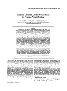 Intrinsic laminar lattice connections in primate visual cortex