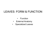 LEAVES - PPT - troyusd.org