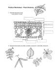 Practice Worksheet – Plant Anatomy