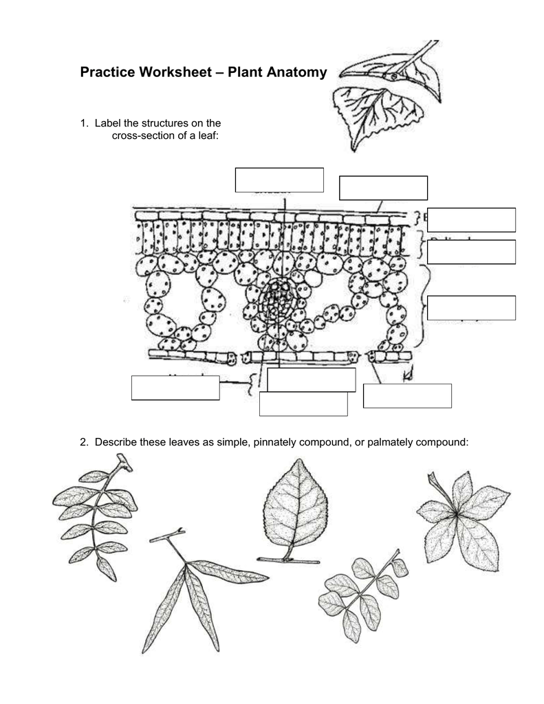 plant-anatomy-answer-key-ideas-of-europedias