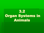 3.1 How the Animal Body is Organized