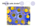 Why do cells divide?