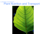 3.3 Nutrition and Transport