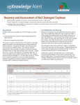 Recovery and Assessment of Hail Damaged Soybean