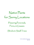 Native Plants for Sunny Locations