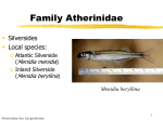 Family Atherinidae