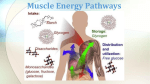 Notes: Muscle Energy Pathways