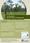 Coolibah – Black Box Woodland - Northern Tablelands Local Land