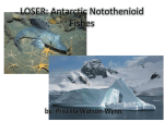 LOSER: Antarctic Notothenioid Fishes