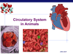 19circulatory2007