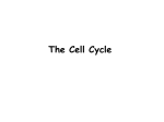 When cells divide, duplicate copies of DNA