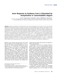 Axon Response to Guidance Cues Is Stimulated by