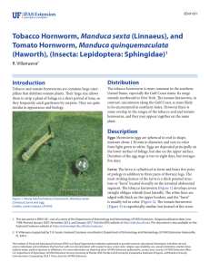 Tobacco Hornworm, Manduca sexta (Linnaeus) - EDIS