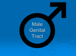 Male Genital Tract