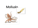 Molluscs new revised ppt