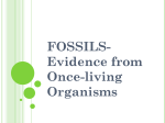 Types of Fossils - Parkway C-2