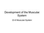 Muscle development