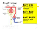13a Renal Phsyio overview