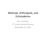 Mollusks, Arthropods, and Echinoderms