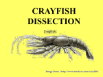 CRAYFISH DISSECTION - local.brookings.k12.sd.us