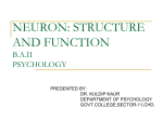 NEURON STRUCTURE AND FUNCTION