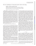 The two mechanisms of intercostal muscle action on the lung