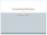 Grassland Biomes