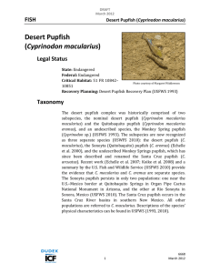 Desert Pupfish (Cyprinodon macularius)