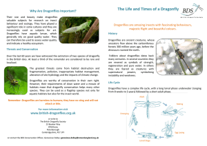The Life and Times of a Dragonfly