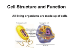 Eukaryotic Cells