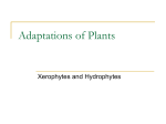 Adaptations of Plants