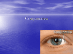 Conjunctiva