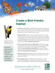 Create a Bird-friendly Habitat