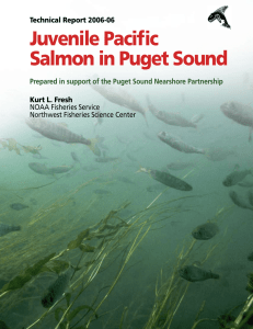 Juvenile Pacific Salmon in Puget Sound