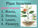 Plant Structure - aimarusciencemania