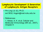 Features of B lymphocyte development