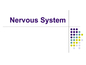 Nervous System - teacherver.com