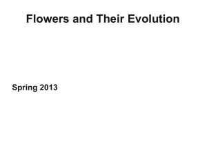 Systematic Implications of DNA variation in subfamily Opuntioideae