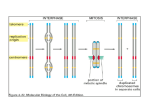Histone depleted metaphase chromosomes Scaffold Attachment