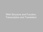 RNA (RIBONUCLEIC ACID)