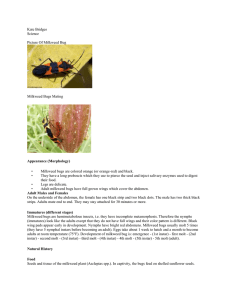 Kate Bridges Science Picture Of Milkweed Bug Milkweed Bugs