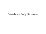 Vertebrate Body Structure - Saint Demetrios Astoria School