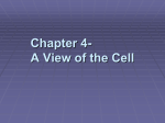 Chapter 8- A View of the Cell