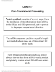 Post-Translational Processing (7.1)