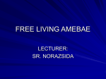 Free Living Amoeba
