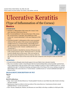 Ulcerative Keratitis - Milliken Animal Clinic