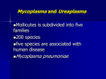 Mycoplasma and Ureaplasma172.5 KB