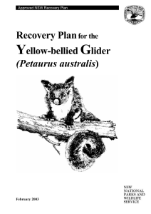 Recovery Plan for the Yellow-bellied Glider