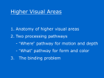 Higher Visual Areas