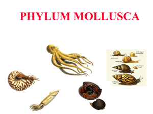 PHYLUM MOLLUSCA